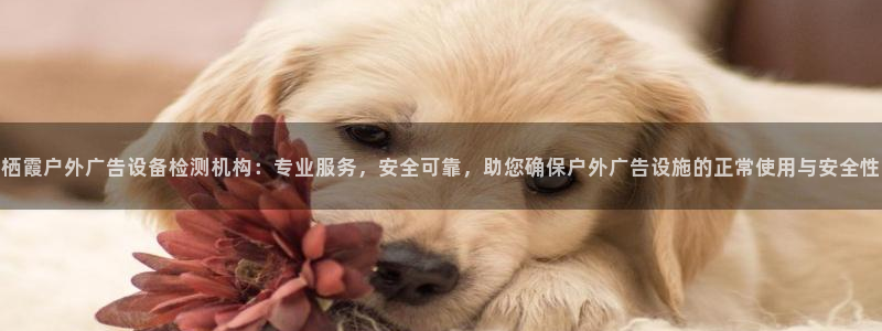 杏宇平台代理多少钱一个